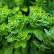 Image result for Majoran