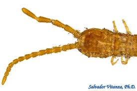 Attēlu rezultāti vaicājumam “Geophilidae”