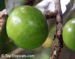 Attēlu rezultāti vaicājumam “Fruticola fruticum”