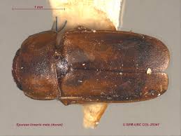 Attēlu rezultāti vaicājumam “Epuraea sp.”