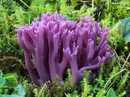 Attēlu rezultāti vaicājumam “Clavulina amethystina”