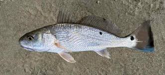 Image result for Sciaenops ocellatus