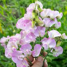 Attēlu rezultāti vaicājumam “Lathyrus latifolius”