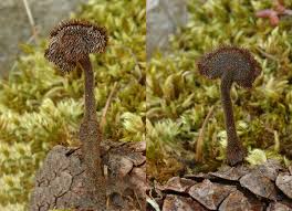 Attēlu rezultāti vaicājumam “Physarum auriscalpium sessile”