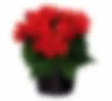 Image result for Бегония Элатиор 12х22 4601887072423