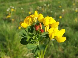 Attēlu rezultāti vaicājumam “Leguminosae”