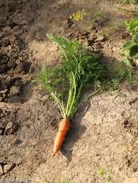 Attēlu rezultāti vaicājumam “Daucus sativus”