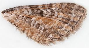 Attēlu rezultāti vaicājumam “Eupithecia icterata”