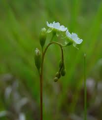 Attēlu rezultāti vaicājumam “Drosera rotundifolia leaf”