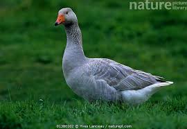 Attēlu rezultāti vaicājumam “Anser anser adult”