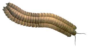 Attēlu rezultāti vaicājumam “Diplopoda”