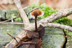 Attēlu rezultāti vaicājumam “Auriscalpium vulgare”