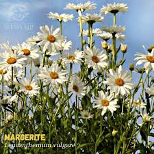 Image result for Chrysanthemum leucanthemum