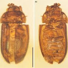 Attēlu rezultāti vaicājumam “Hylecoetus dermestoides female”