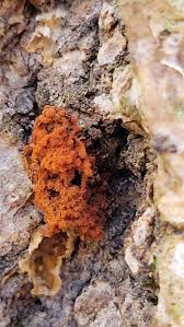 Attēlu rezultāti vaicājumam “Metatrichia vesparia”