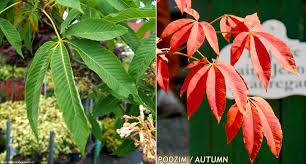 Attēlu rezultāti vaicājumam “Aesculus x neglecta”