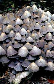 Attēlu rezultāti vaicājumam “Coprinus atramentarius”