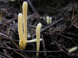 Attēlu rezultāti vaicājumam “Clavaria argillacea”