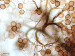 Attēlu rezultāti vaicājumam “Collaria arcyrionema”