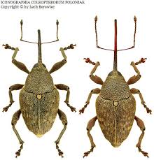 Attēlu rezultāti vaicājumam “Curculio nucum”