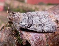 Attēlu rezultāti vaicājumam “Achlya flavicornis”
