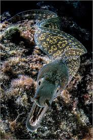 Image result for Muraena helena