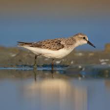Attēlu rezultāti vaicājumam “Calidris minuta”