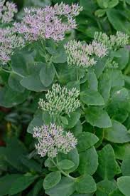 Attēlu rezultāti vaicājumam “Hylotelephium telephium”