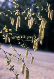 Attēlu rezultāti vaicājumam “Betula papyrifera”