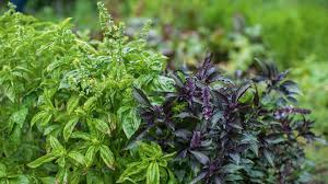 Image result for Basilikum