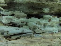 Attēlu rezultāti vaicājumam “Ceriporia viridans”