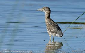 Attēlu rezultāti vaicājumam “Nycticorax nycticorax”