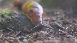 Attēlu rezultāti vaicājumam “Arion lusitanicus”