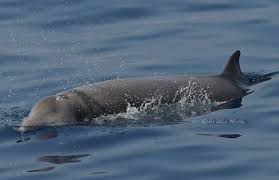 Image result for Ziphius cavirostris