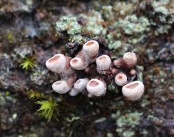 Attēlu rezultāti vaicājumam “Encoelia furfuracea”