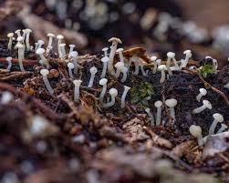 Attēlu rezultāti vaicājumam “Cudoniella acicularis”