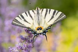 Attēlu rezultāti vaicājumam “Aglais urticae underside”