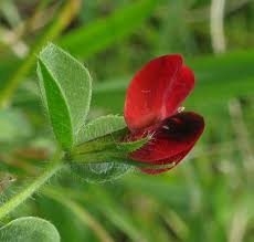 Image result for Lotus tetragonolobus