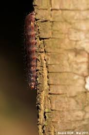 Attēlu rezultāti vaicājumam “Eupsilia transversa”