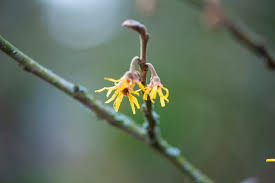 Attēlu rezultāti vaicājumam “Hamamelis vernalis flower”