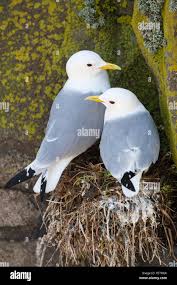 Attēlu rezultāti vaicājumam “Rissa tridactyla nest”