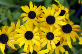 Image result for Rudbeckia Paradisio