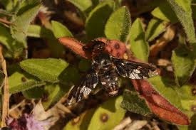 Attēlu rezultāti vaicājumam “Exoprosopa capucina”