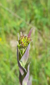 Attēlu rezultāti vaicājumam “Arabis glabra flower”