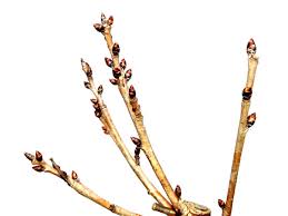 Attēlu rezultāti vaicājumam “Cerasus bud”