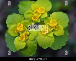 Attēlu rezultāti vaicājumam “Chrysosplenium alternifolium flower”