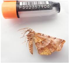 Attēlu rezultāti vaicājumam “Selenia dentaria larva”