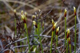 Attēlu rezultāti vaicājumam “Schoenus ferrugineus bud”
