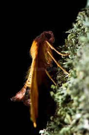 Attēlu rezultāti vaicājumam “Plagodis dolabraria”