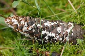 Attēlu rezultāti vaicājumam “Athelia arachnoidea”